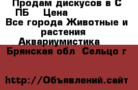 Продам дискусов в С-ПБ. › Цена ­ 3500-4500 - Все города Животные и растения » Аквариумистика   . Брянская обл.,Сельцо г.